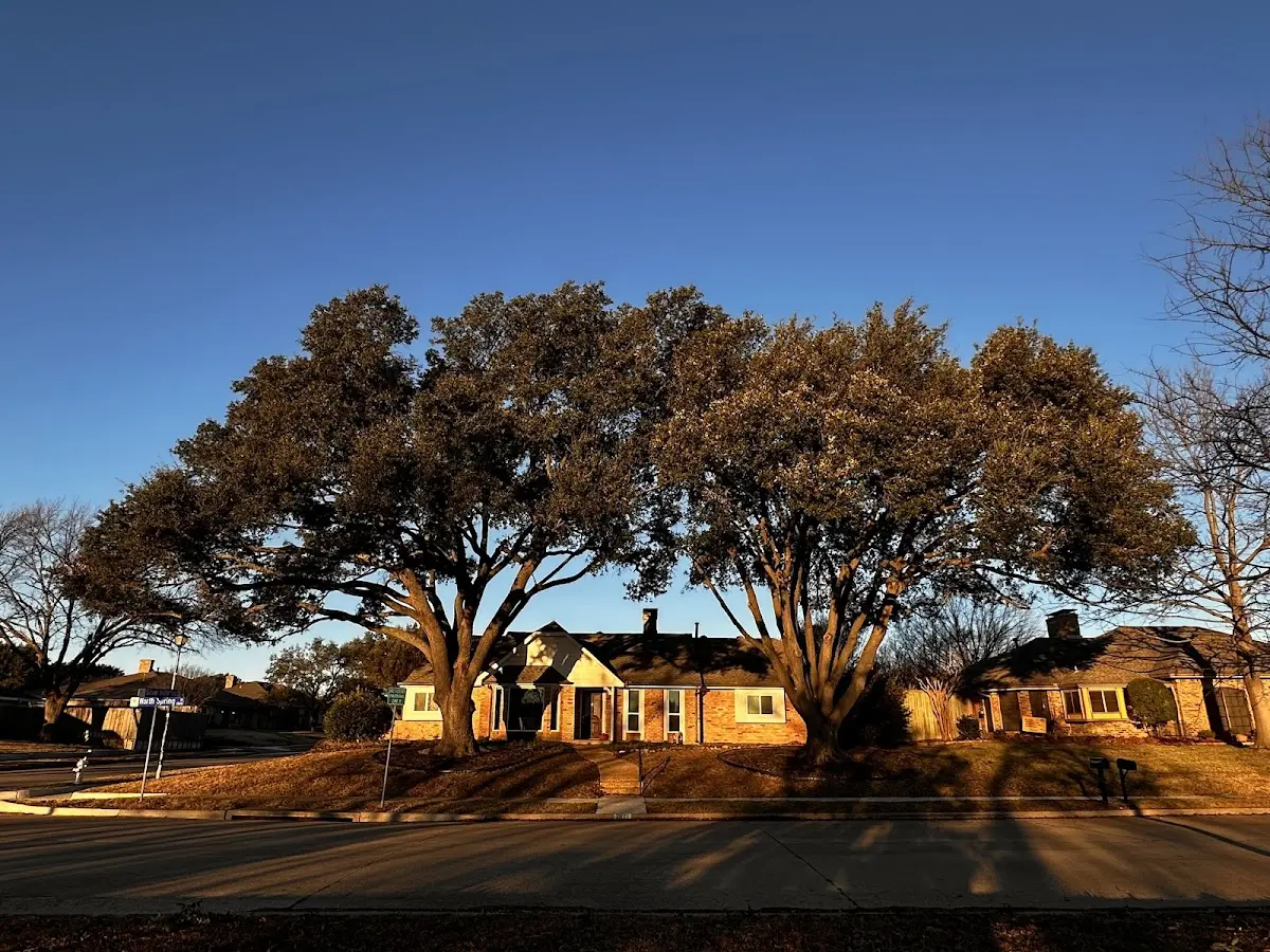 Established residential canopy tree shading a home in Torrance